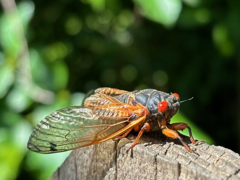 They weren’t kidding about the cicadas